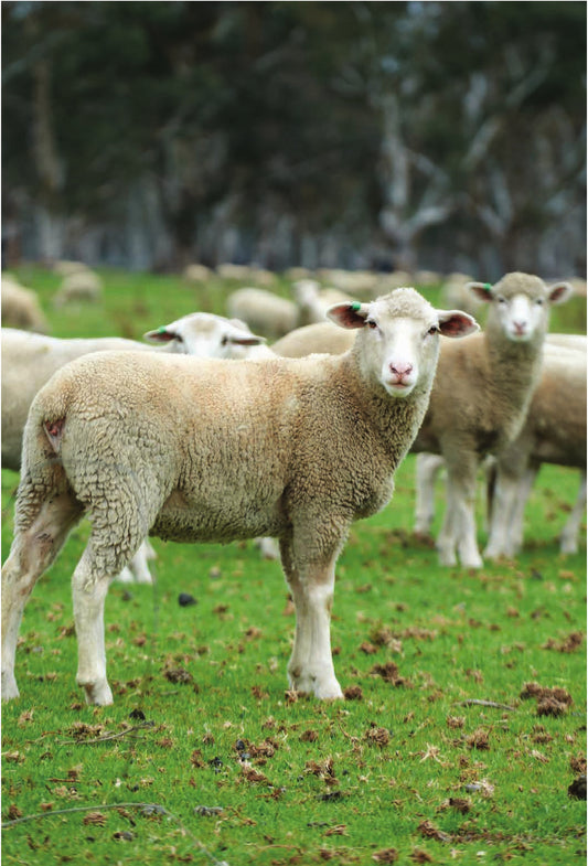 Australian Lamb Carcases by Air